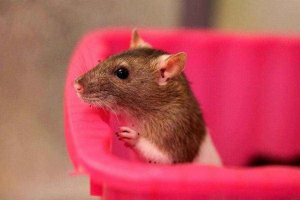 Lijepi nadimci za girly štakore. Kako je ime za odabir dekorativnog štakora? Lijepi nadimci za girly štakore. Kako je ime za odabir dekorativnog štakora?